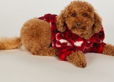 Hunkemöller Hunde onesie Rød