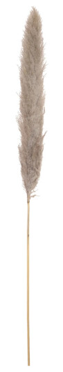 Jolipa Pampas Grass Branch, Dried Natural, 137cm