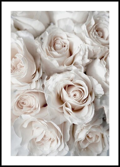 Elegant White Rose Bouquet Plakat Plakat / 100x150cm