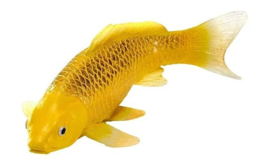 Mojo Sealife Koi Carp Kin Matsuba Koi