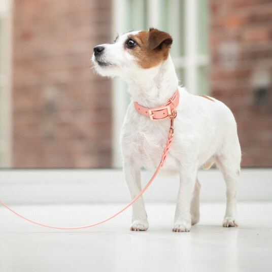 Tyylivoitto Classy Hundehalsbånd Fersken (Xs)