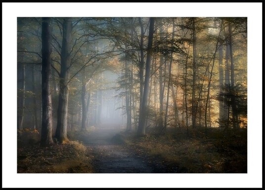 autumn symphony Plakat Plakat / 50x70cm