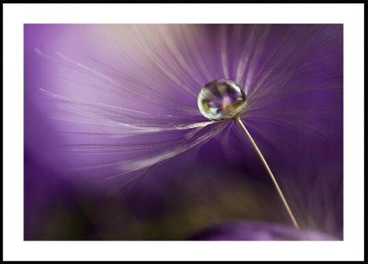 In shades of purple Plakat / 30x40cm