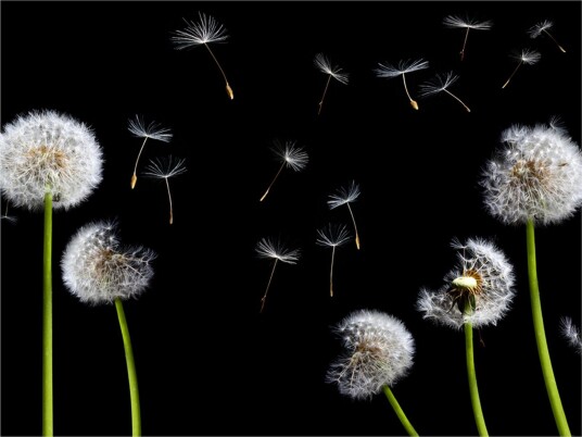 Fototapet Dandelions Wind 200x154 - Artgeist sp. z o. o.