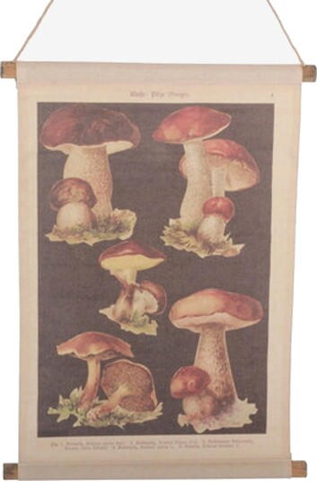 TusentVeggoppheng SvampNaturPosters bilder & skilt