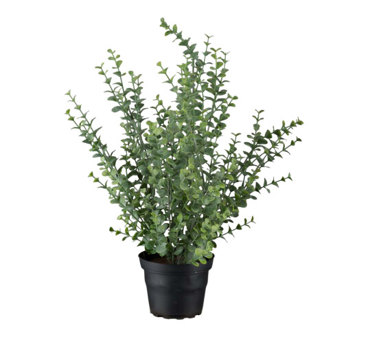 Mr. Plant Eucalyptus 40 cm Mr. Plant Eucalyptus 40 cm