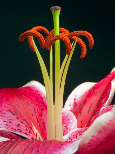 Lilium 2 av Pauline Snoeijs