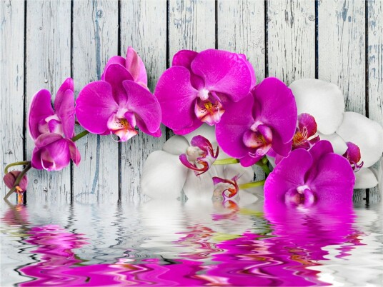 Fototapet Violet Orchids With Water Reflection 200x154 - Artgeist sp. z o. o.