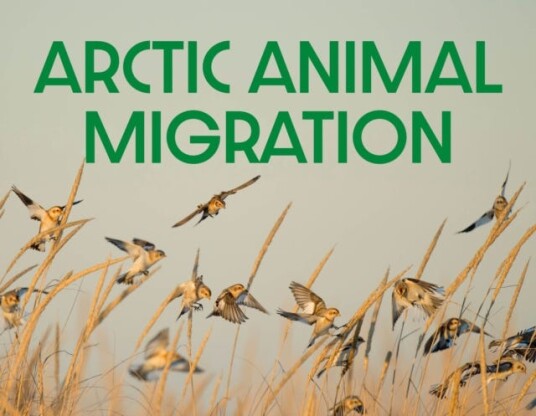 Arctic Animal Migration  English Edition