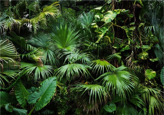 Fototapet Sunny Jungle 400x280 - Artgeist sp. z o. o.