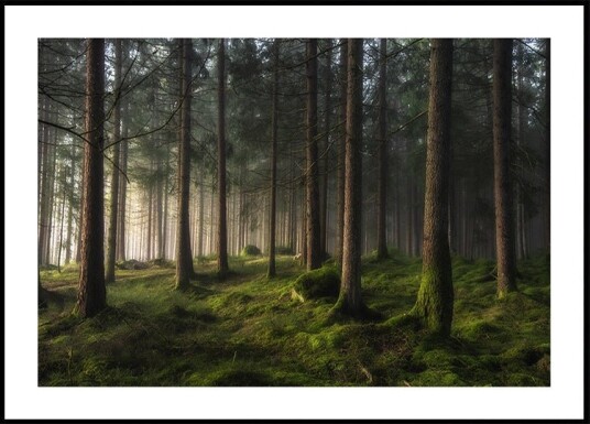 A sense of spring Poster Plakat / 21x30cm A sense of spring Poster Plakat / 21x30cm