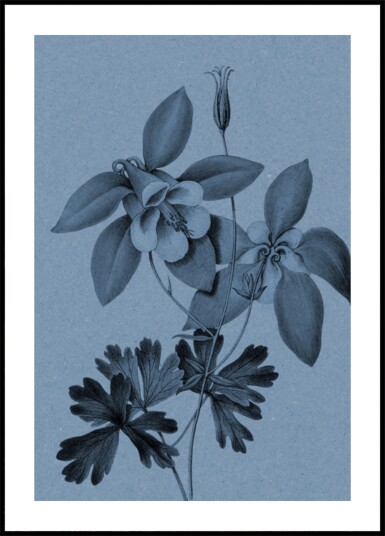 Blue Columbine Botanical Study Plakat / 30x40