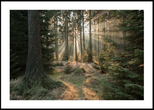 Rays part 2 Plakat / 21x30cm Rays part 2 Plakat / 21x30cm