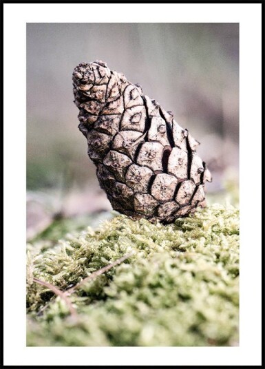 Pinecone Plakat Plakat / 100x150cm