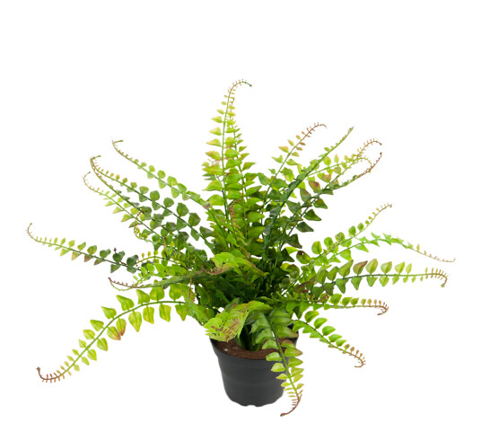 Mr. Plant Bregne med små blad