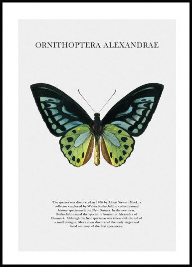 Butterfly Display Plakat Plakat / 70x100cm