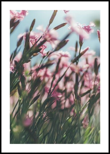 Dreamy Scene of Pink Flowers Plakat Plakat / 21x30cm