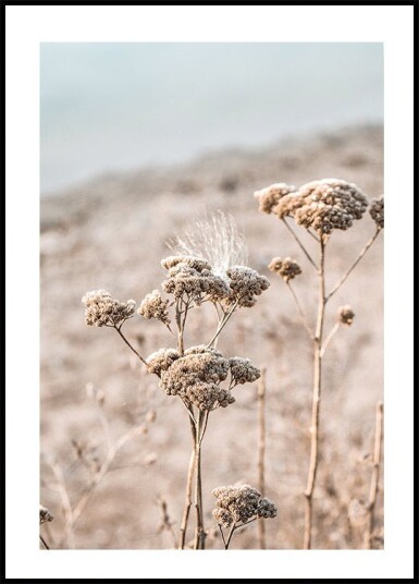 Dried Flowers Plakat Plakat / 21x30cm Dried Flowers Plakat Plakat / 21x30cm