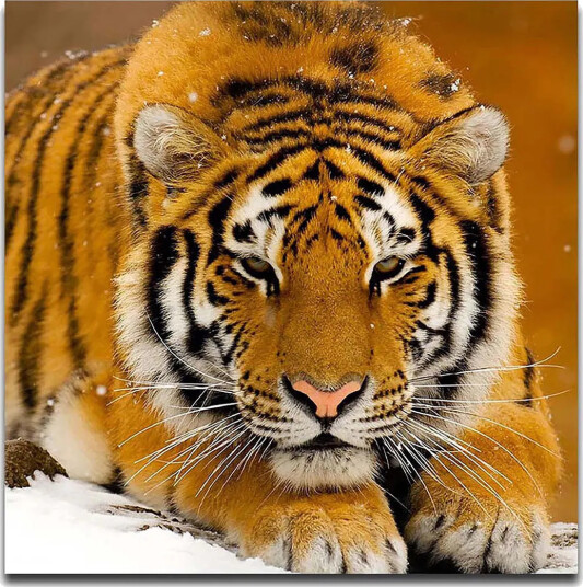 Lerretsbilde 45x45 cm Tiger ligger på snøen med intenst blikk Oransje / Svart / Hvit