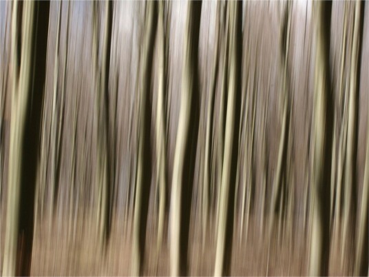 Fototapet Forest 350x270 - Artgeist sp. z o. o.