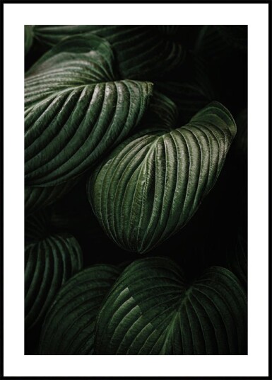 Dark Green Leaf Texture Plakat Plakat / 70x100cm