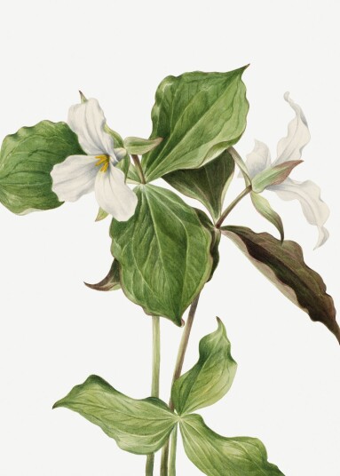 Plakat Botanisk kunst