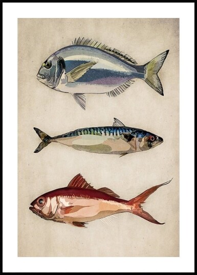 Trio of Ocean Life Plakat / 70x100cm