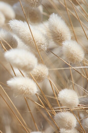 Malerifabrikken   Poster Mellow Grasses 8   Beige