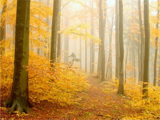 Fototapet Skog Høst 300x231 - Artgeist sp. z o. o.