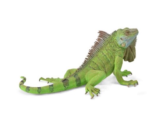 Collecta Iguana Collecta Iguana