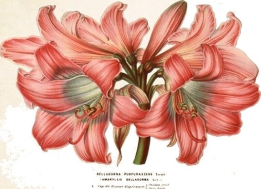 Skona Ting St336 B6 Carnet + Kuvert Amaryllis Skona Ting St336 B6 Carnet + Kuvert Amaryllis