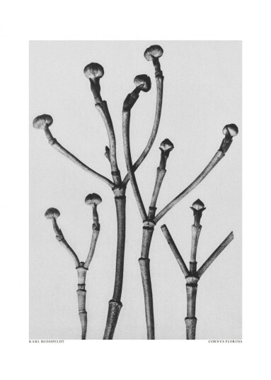 Plakat Karl Blossfeldt Cornus Florida Plakat Karl Blossfeldt Cornus Florida