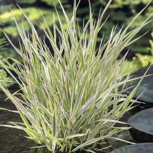 Sumpplante "Phragmites australis 'Variegatus'"