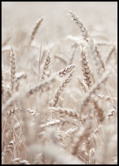 Wheat Accumulation Plakat Plakat / 30x40cm