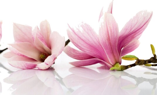 Fototapet Magnolia Blomst 300x231 - Artgeist sp. z o. o.