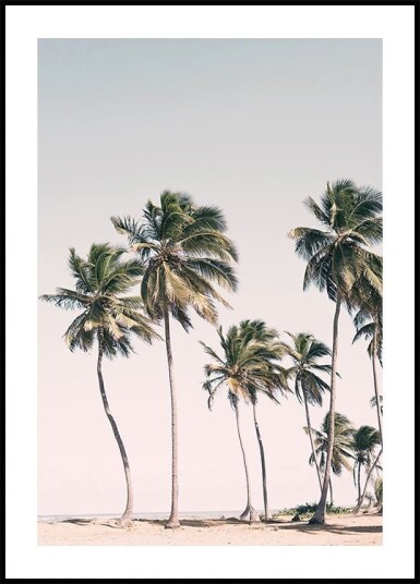 Blush Tropical Trees Plakat Plakat / 30x40cm