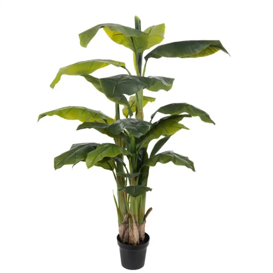 Mr Plant Banan Tre 240 cm