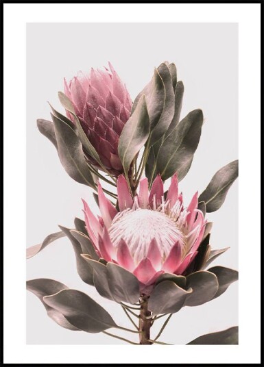 Protea Flowers Plakat Plakat / 100x150cm