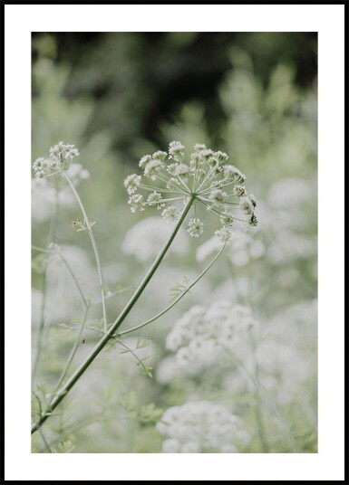 White Wildflowers in a Soft Green Meadow Plakat Plakat / 21x30cm