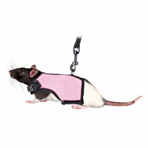 Kattinorge Marsvin-kanin-Smådyr-Kattesele soft med line 12-18cm