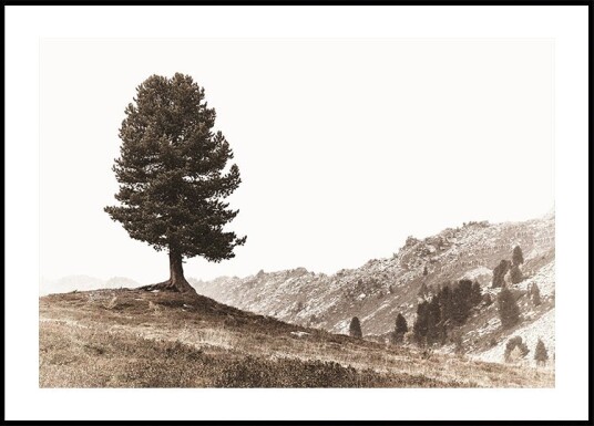 Lone Swiss Pine in the Alps Plakat Plakat / 70x100cm