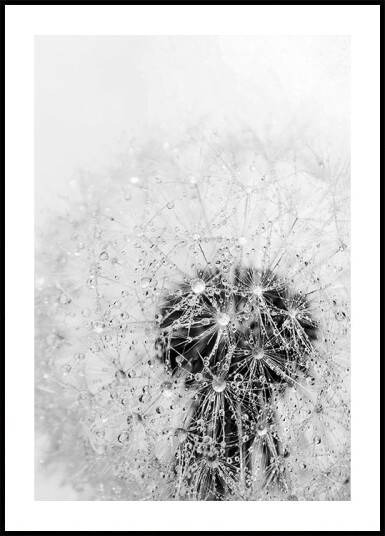Dandelion Flower with Dew Plakat Plakat / 100x150cm