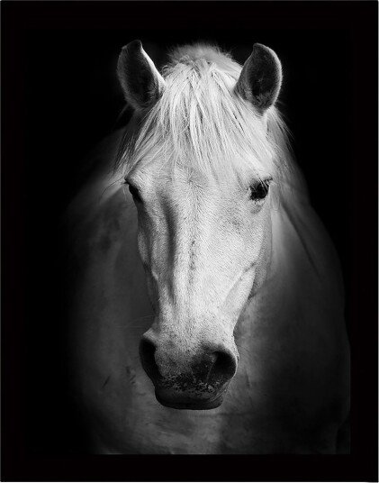 Innrammet lerret i tre 41x56 cm Portrett av en hvit hest med sterke kontraster Hvit / Svart