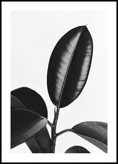Ficus Leaves in Black & White Plakat Plakat / 100x150cm