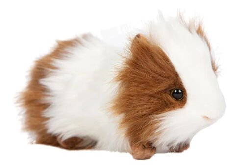 Hansa Creation Brown and White Guinea Pig Plush Hansa Creation Brown and White Guinea Pig Plush