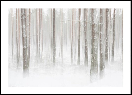 Winterforest in Sweden Poster Plakat / 50x70cm