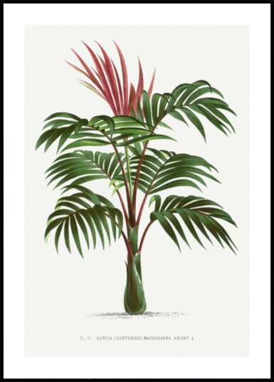 Kentiopsis Plakat / 21x30