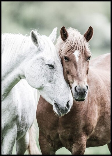 Wild Horses Close Up Plakat Plakat / 40x50cm