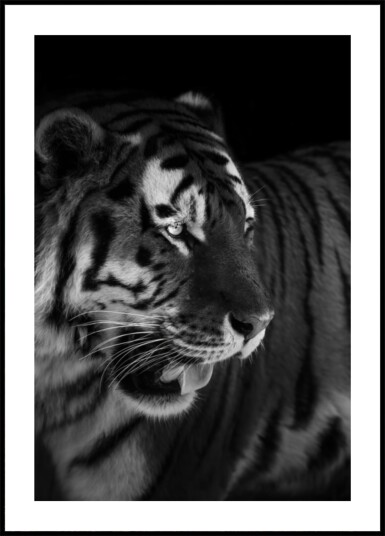 Fierce Tiger Portrait Plakat / 40x50 Fierce Tiger Portrait Plakat / 40x50