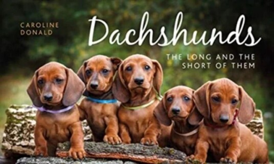 Dachshunds Av Caroline Donald